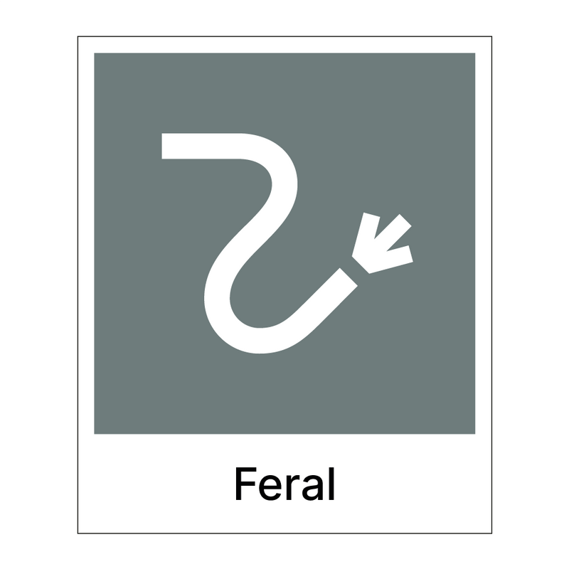 Feral